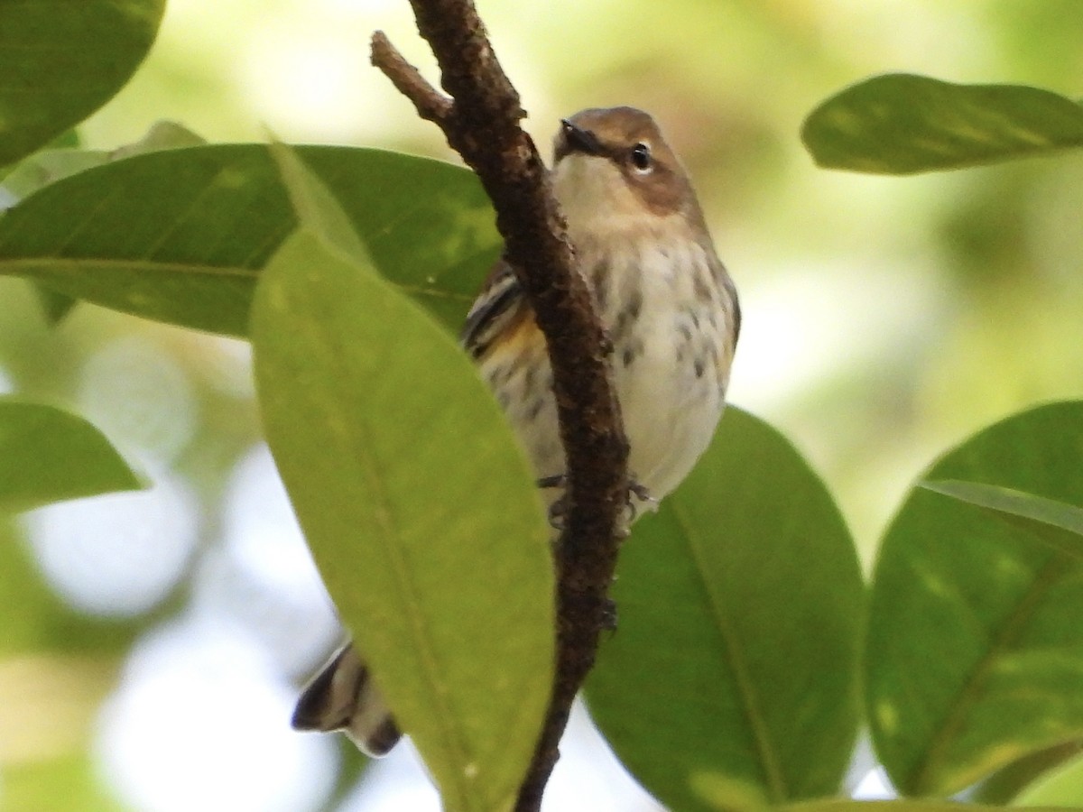 Yellow-rumped Warbler - ML646069555