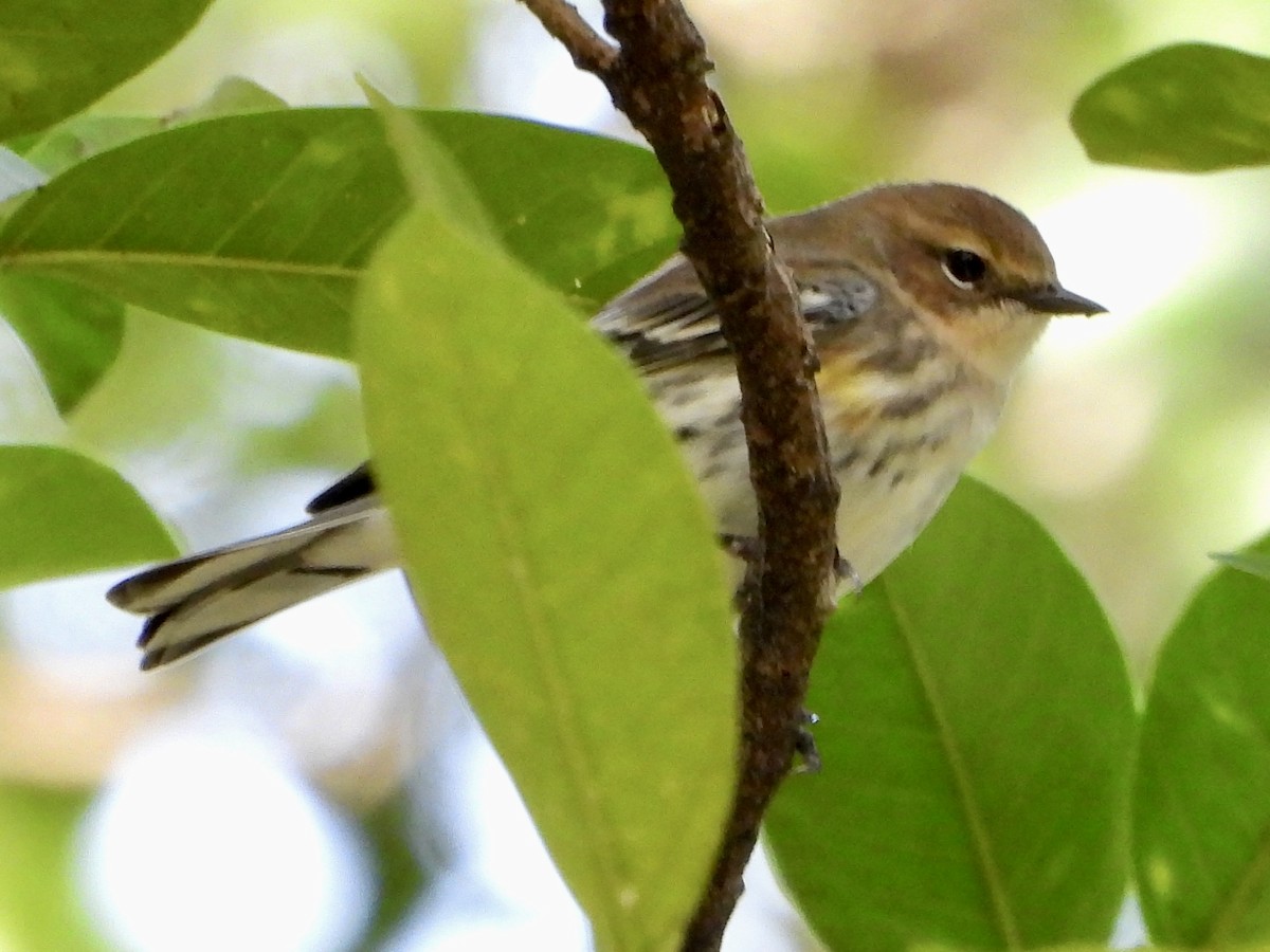Yellow-rumped Warbler - ML646069556