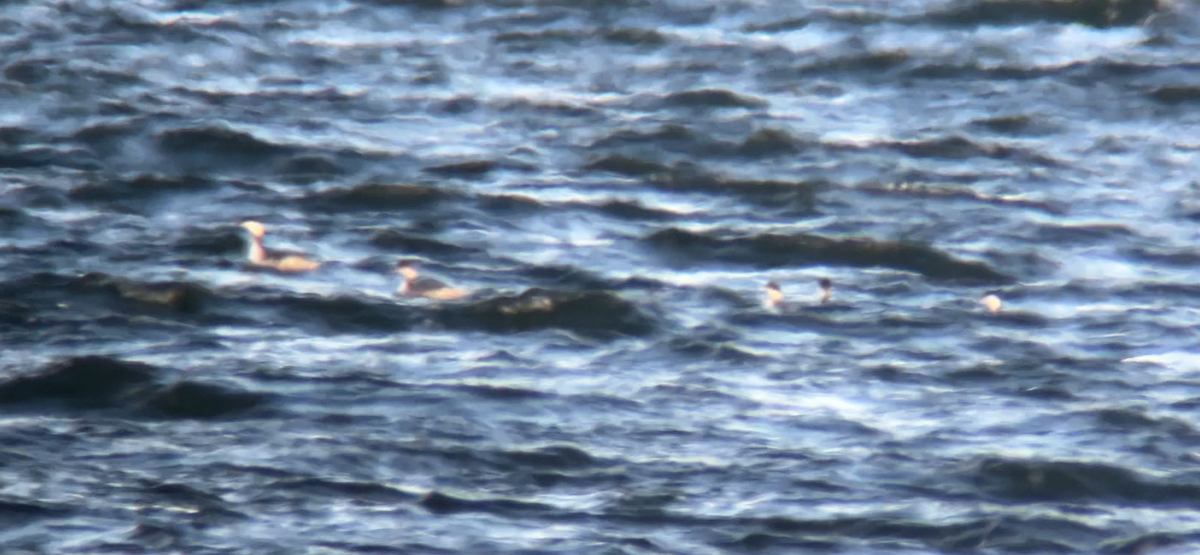 Horned Grebe - ML646069560