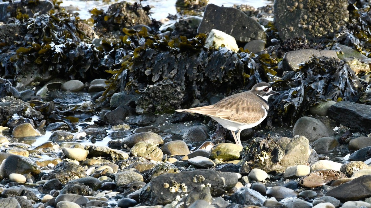 Killdeer - ML646069561