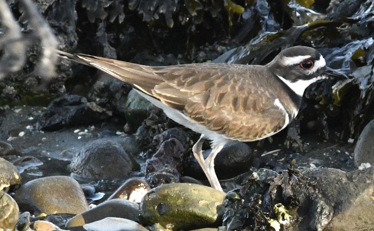 Killdeer - ML646069562