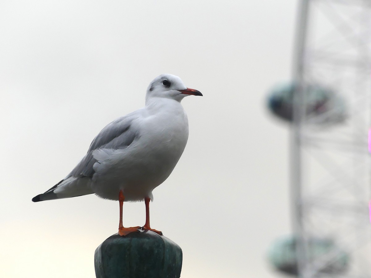 Black-headed Gull - ML646069563