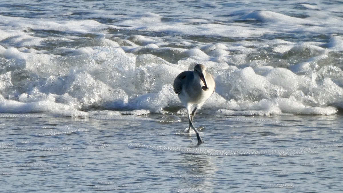 Willet - ML646069565