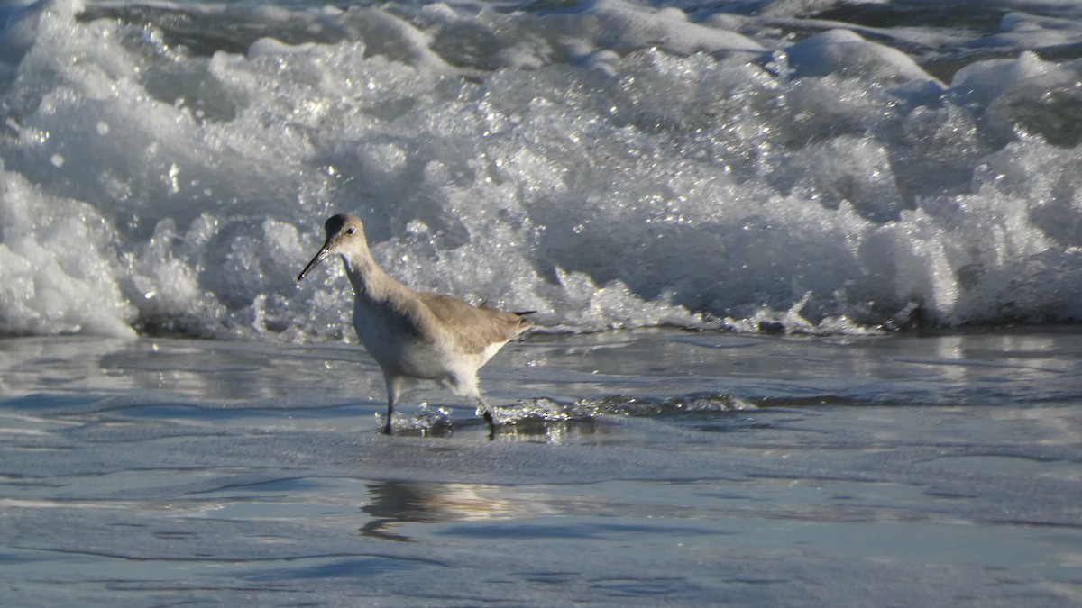 Willet - ML646069566