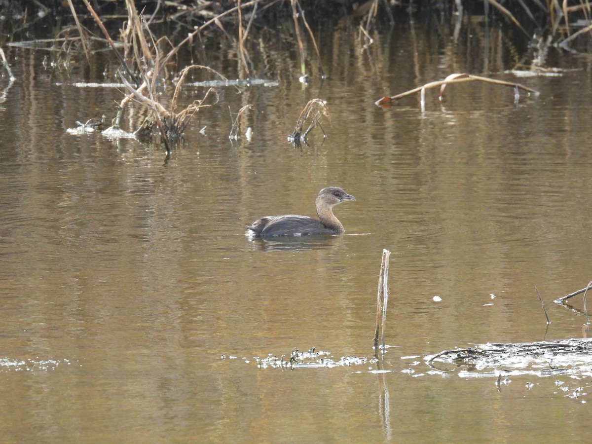 Pied-billed Grebe - ML646069567