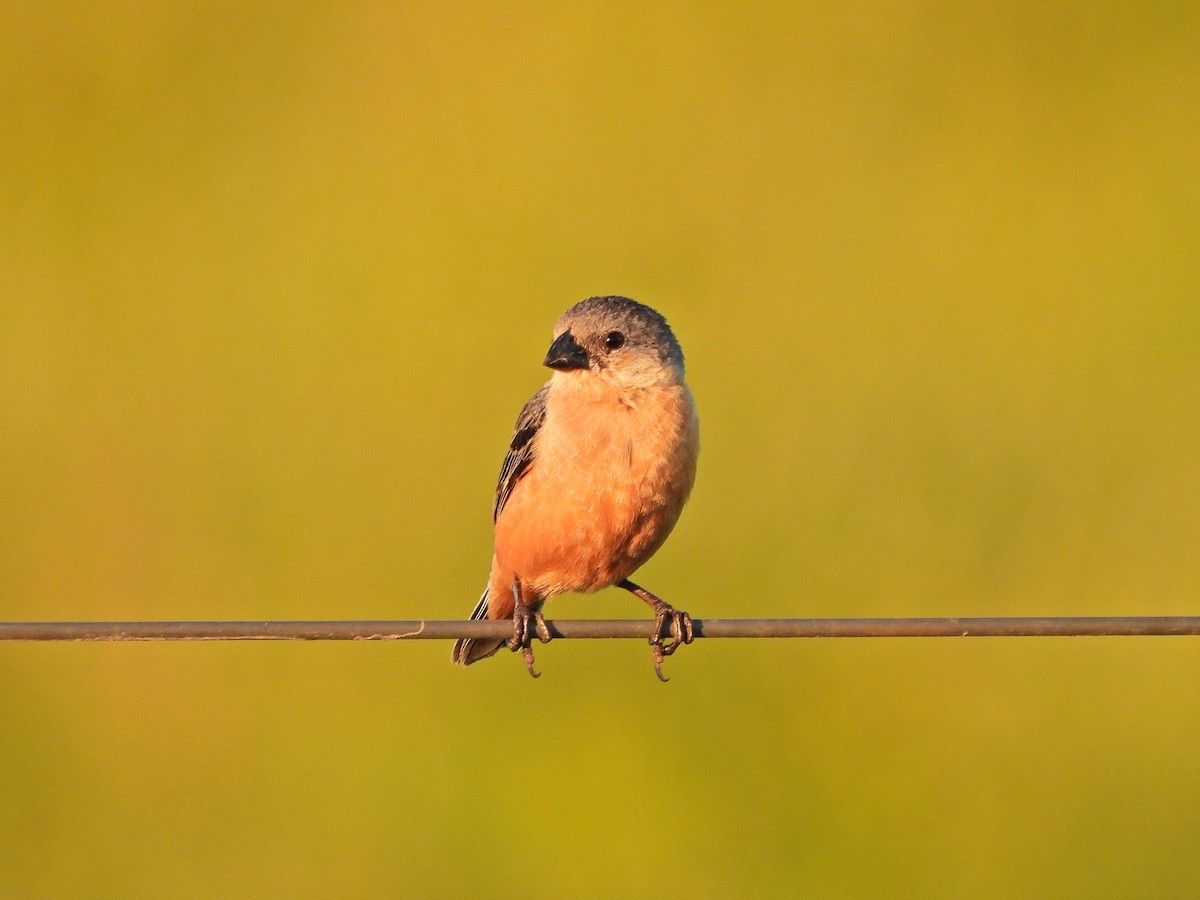 Tawny-bellied Seedeater - ML646069569