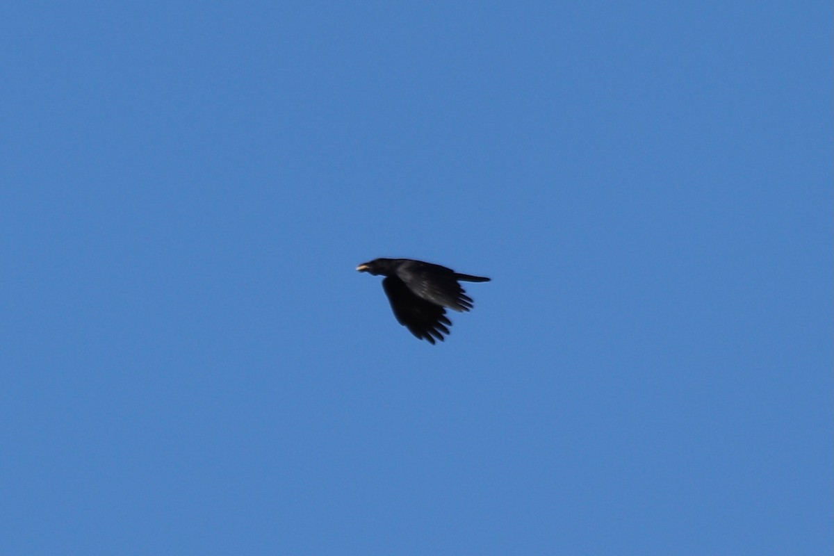 American Crow - ML646069571