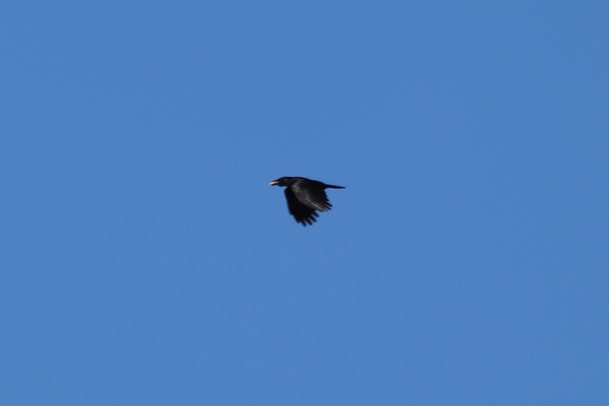 American Crow - ML646069572