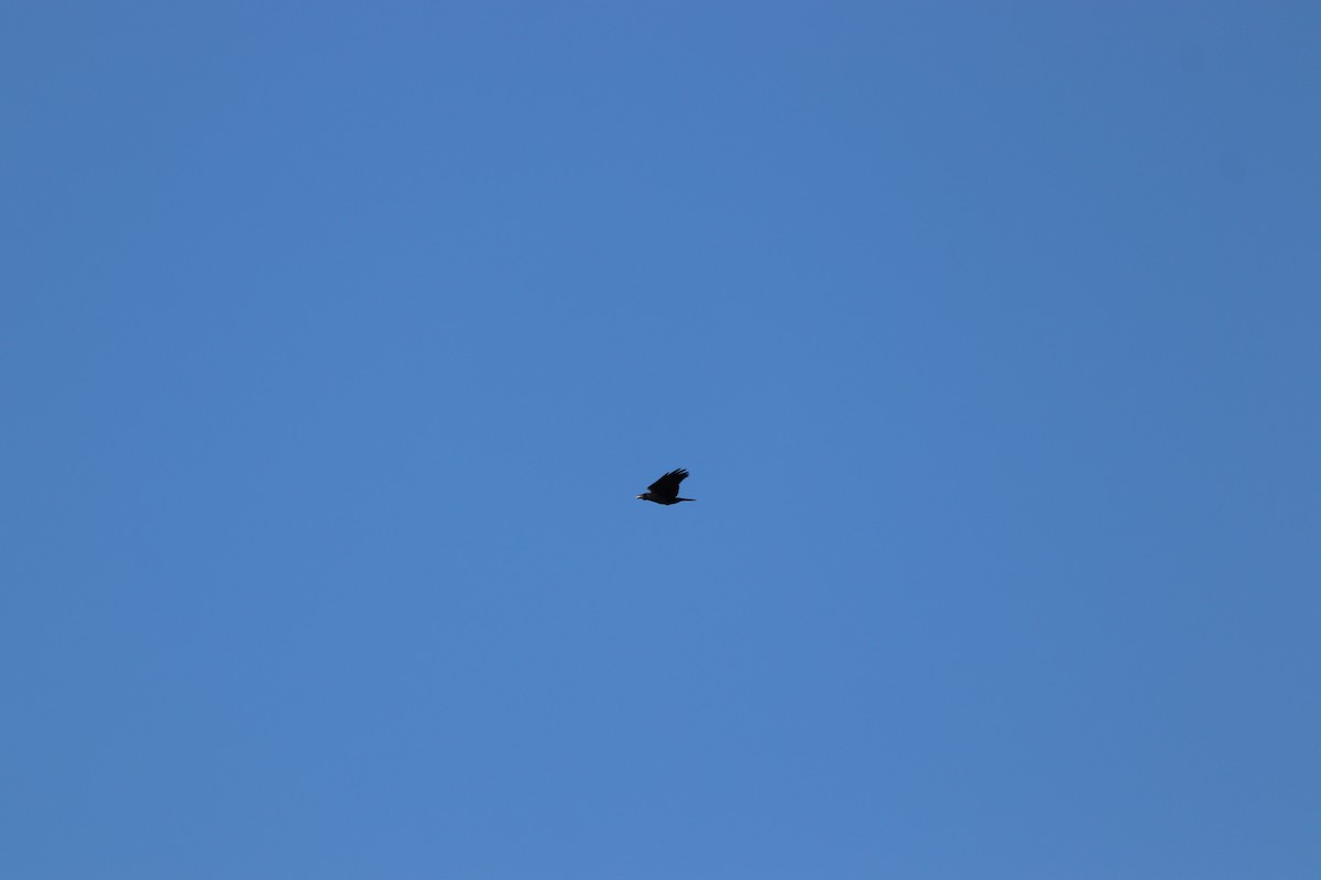 American Crow - ML646069573