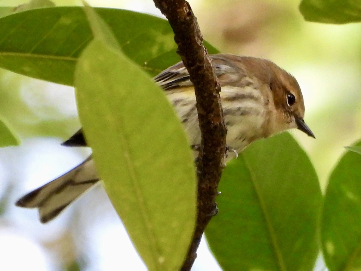 Yellow-rumped Warbler - ML646069574