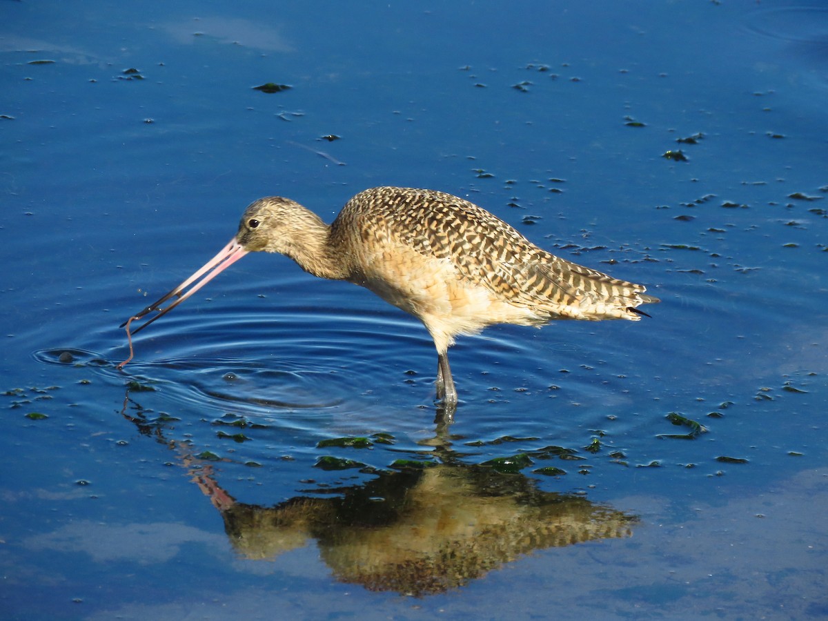 Marbled Godwit - ML646069575