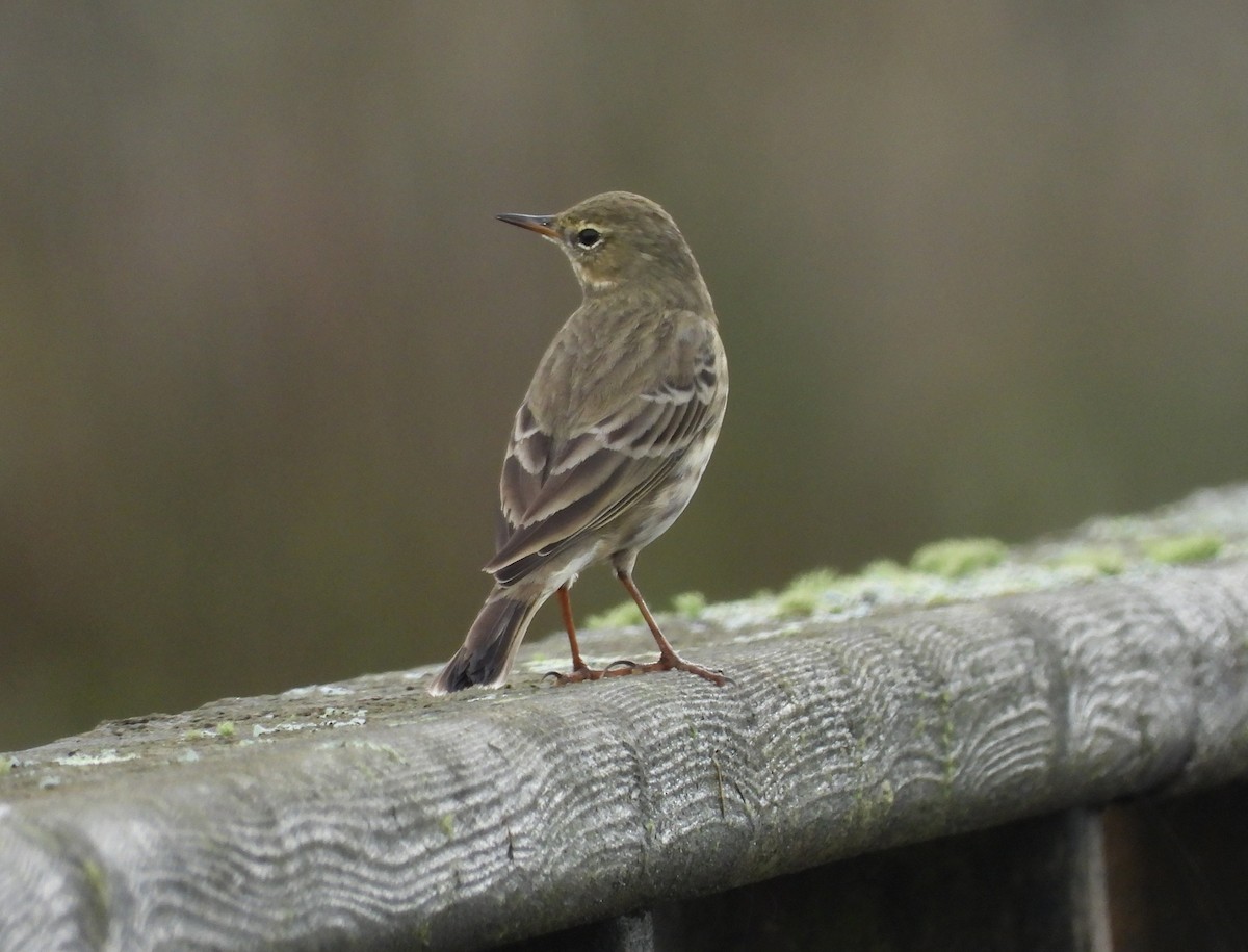 Rock Pipit - ML646069576