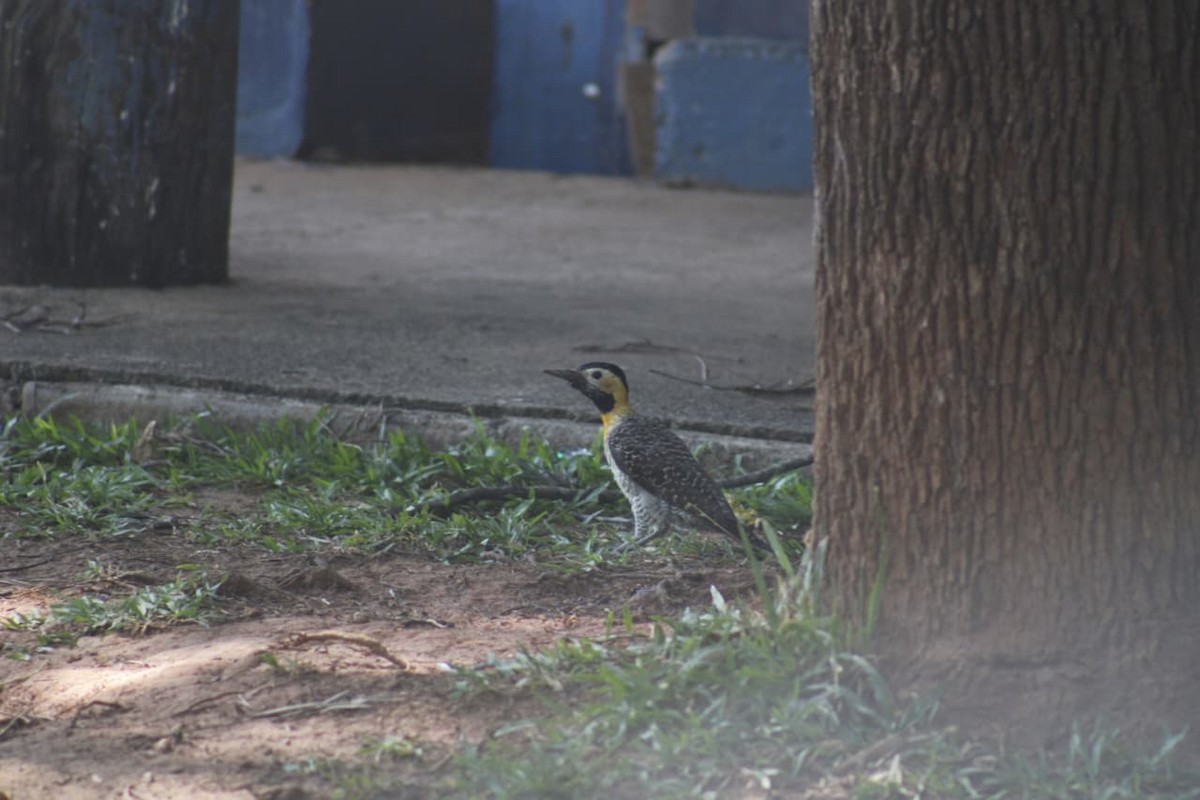 Campo Flicker - ML646069577