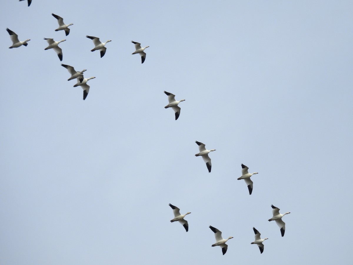 Snow Goose - ML646069579