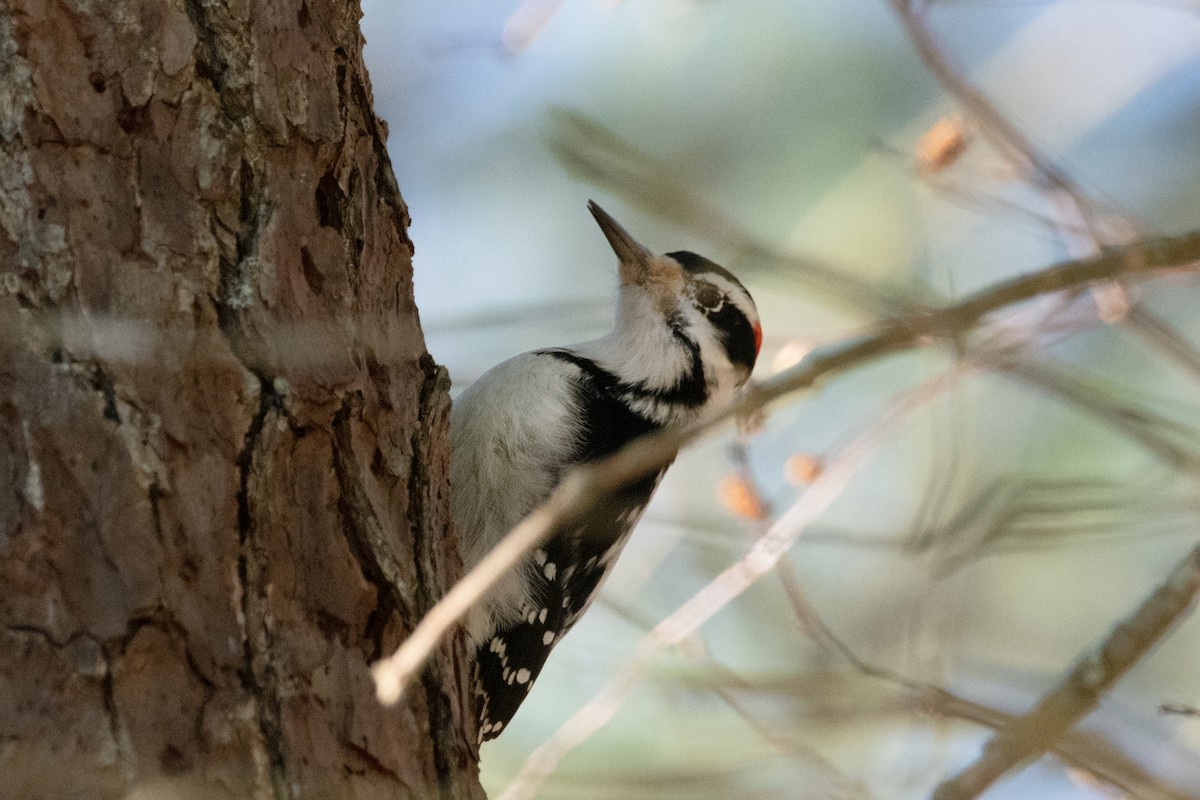 Hairy Woodpecker - ML646069595