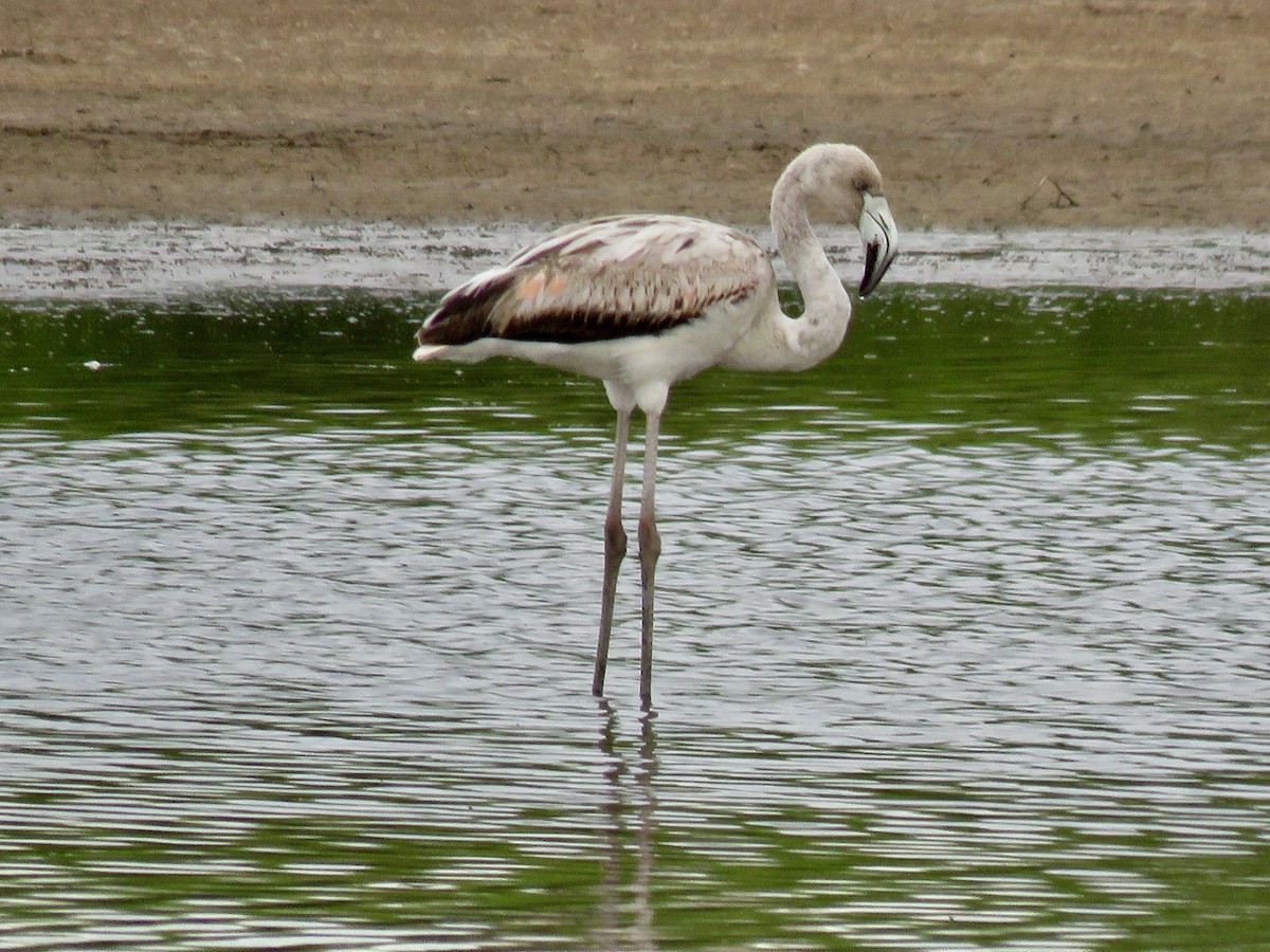 Chilean Flamingo - ML646069598