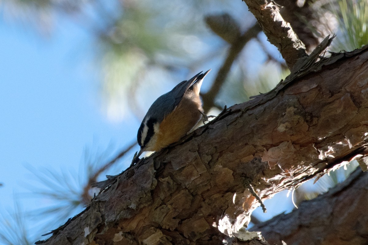 Red-breasted Nuthatch - ML646069608