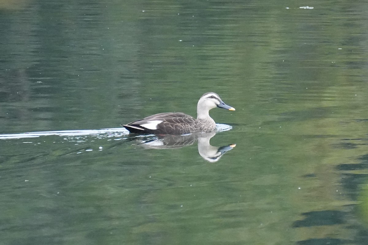 花嘴鴨 - ML646069612