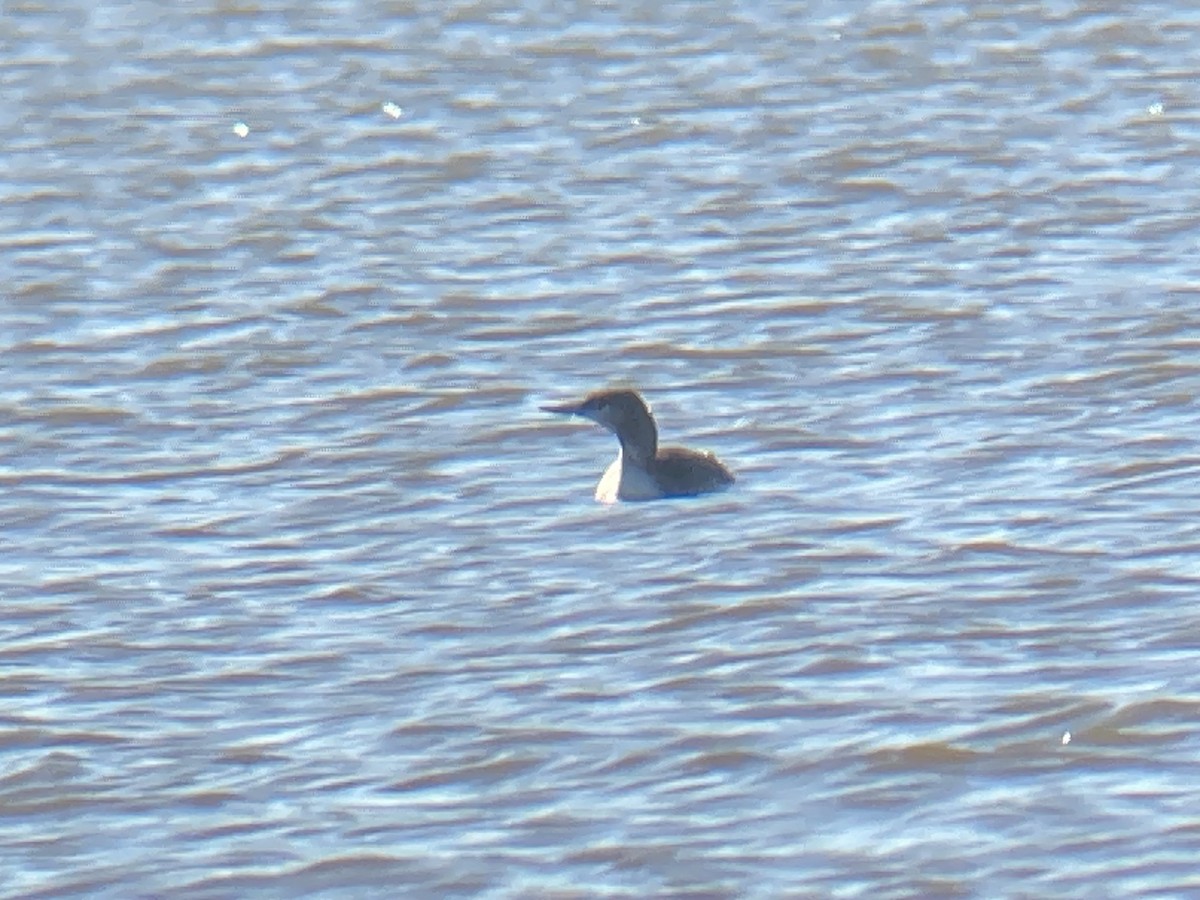 Red-throated Loon - ML646069613