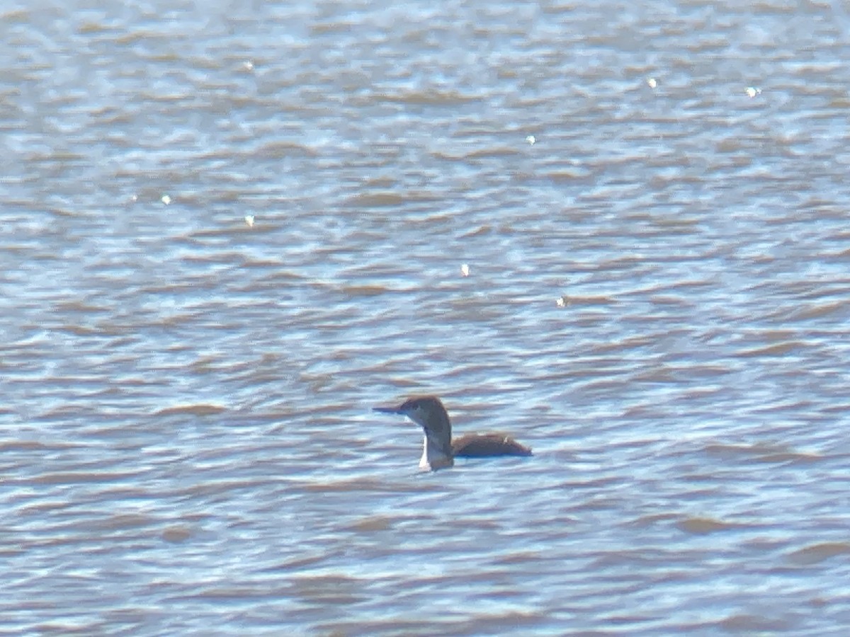 Red-throated Loon - ML646069614