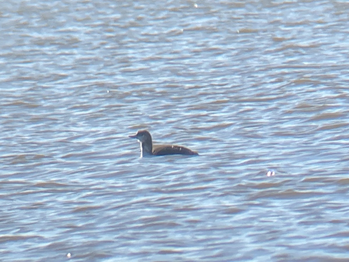 Red-throated Loon - ML646069615