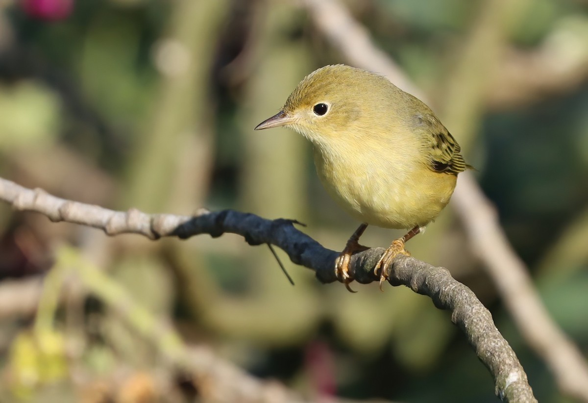 Northern Yellow Warbler - ML646069618