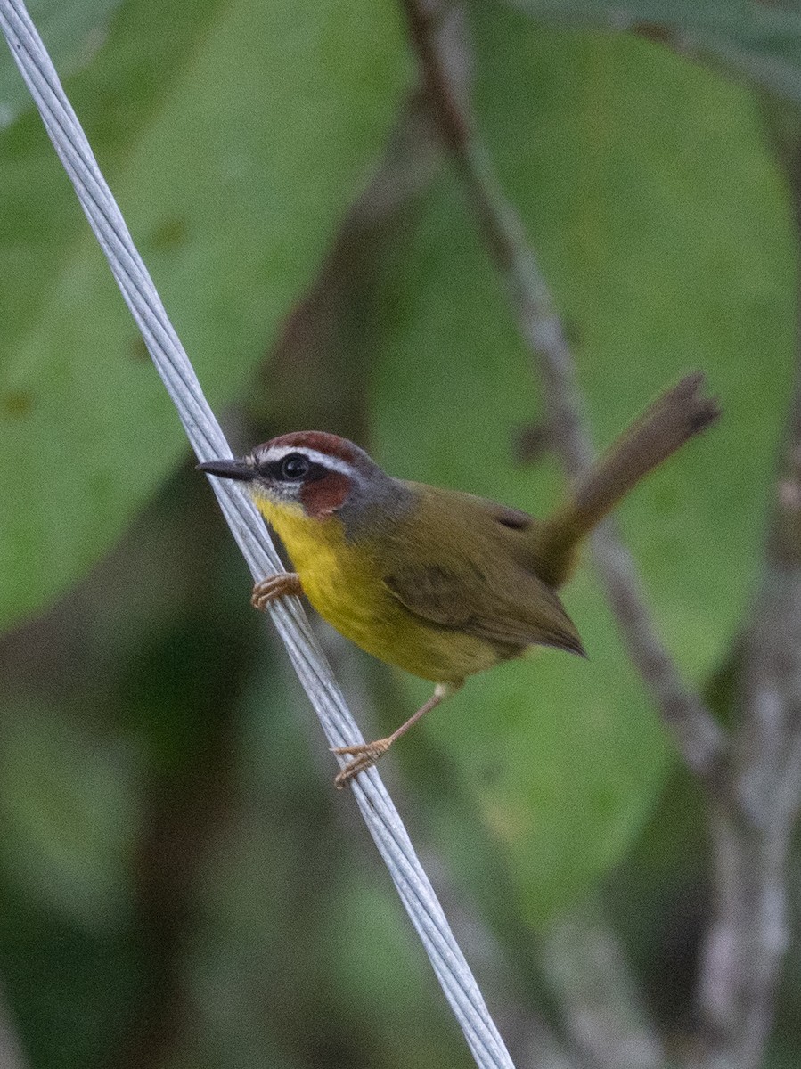 Paruline de Delattre - ML646069620