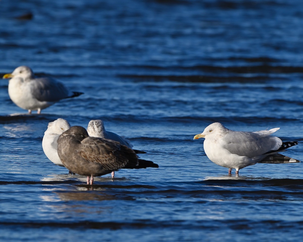 gull sp. - ML646069624