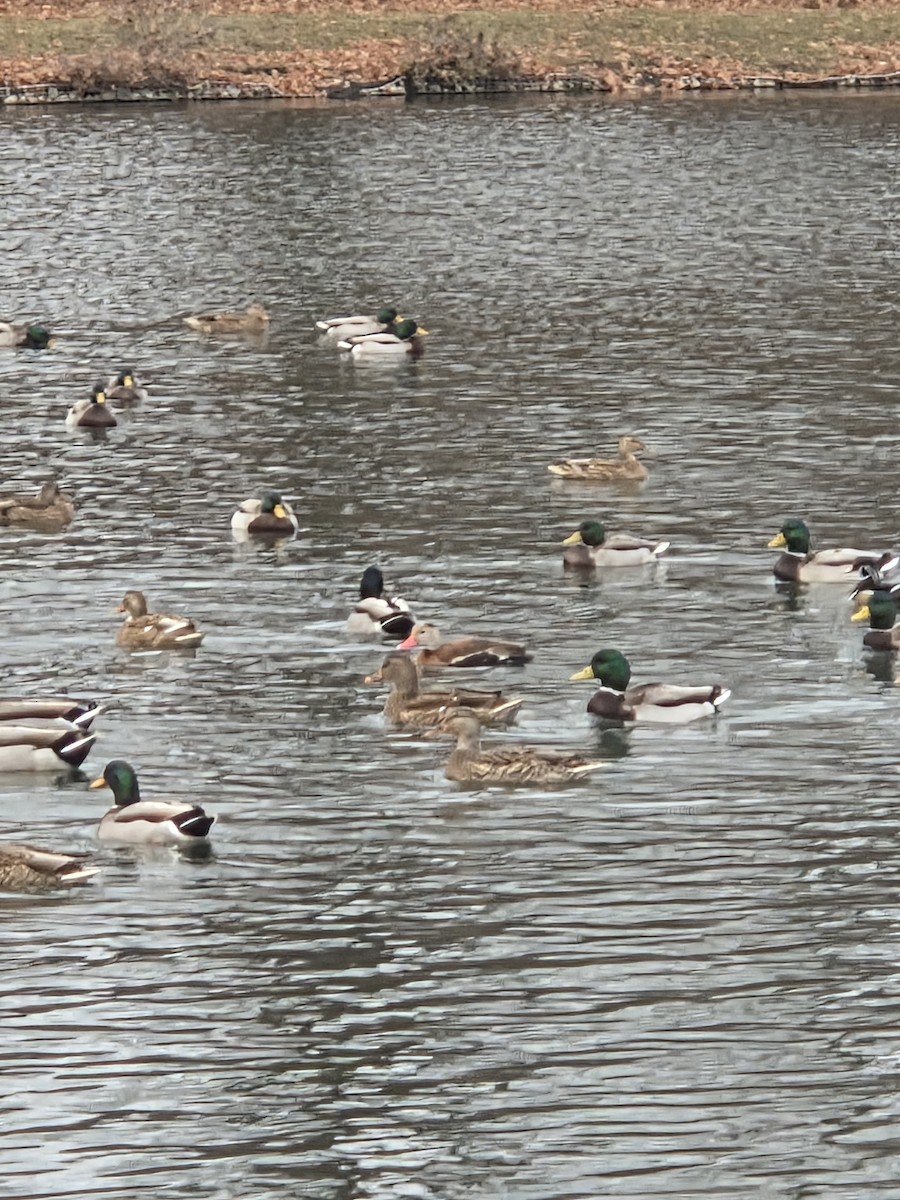 Black-bellied Whistling-Duck - ML646069627