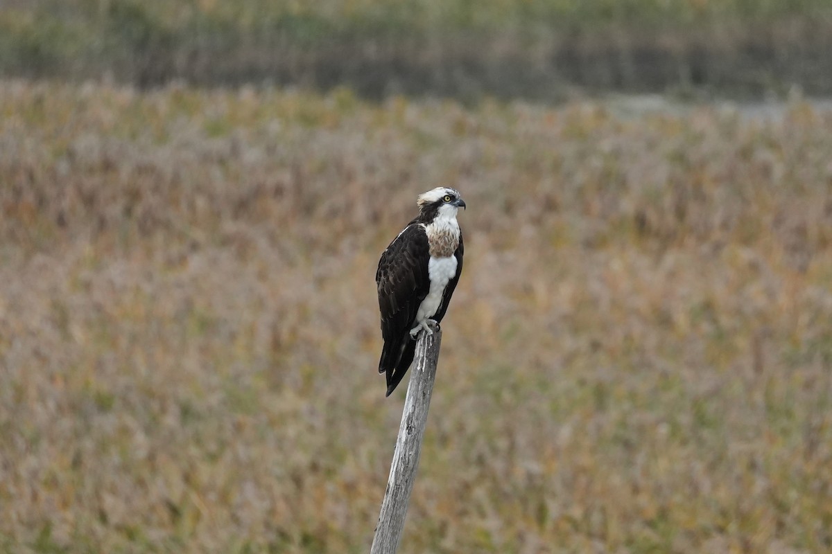 魚鷹 - ML646069635