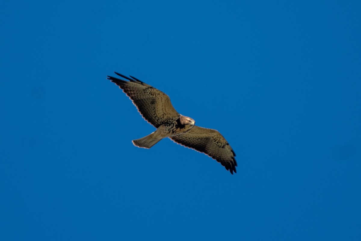 Swainson's Hawk - ML646069651