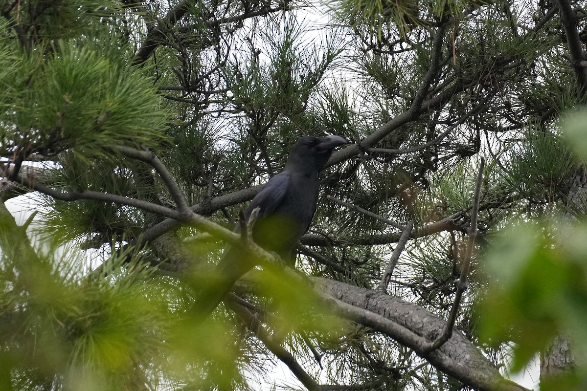 巨嘴鴉(macrorhynchos群) - ML646069658