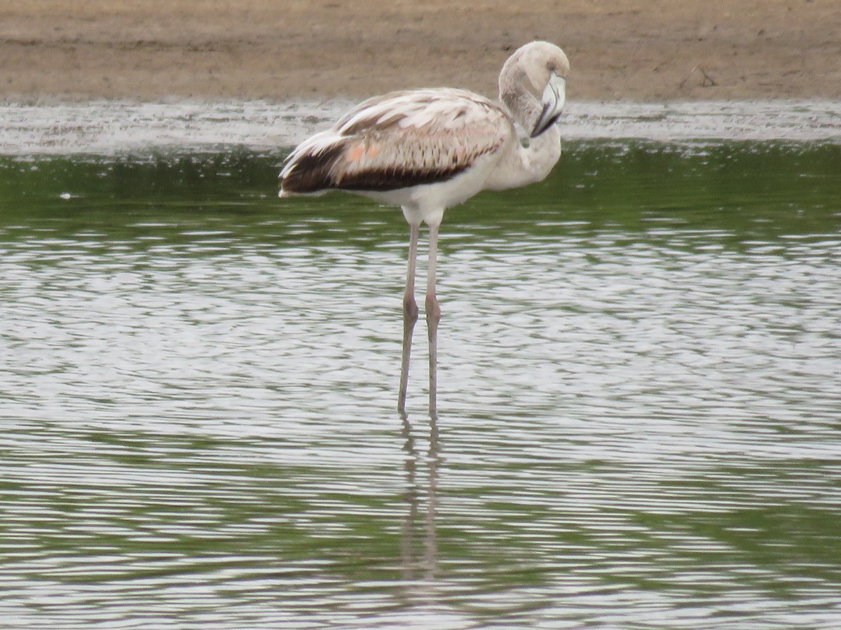 Chilean Flamingo - ML646069662