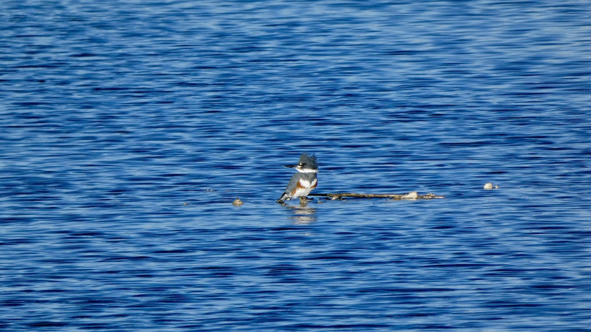 アメリカヤマセミ - ML646069663