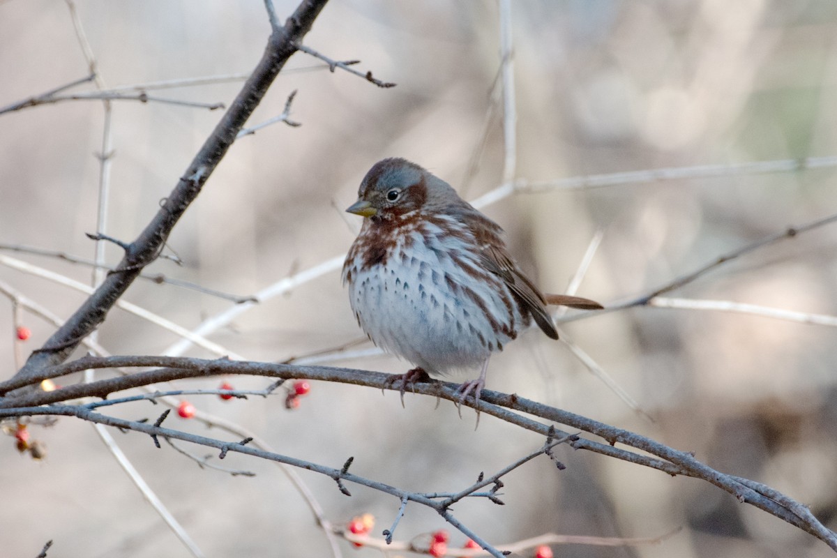 Fox Sparrow - ML646069666