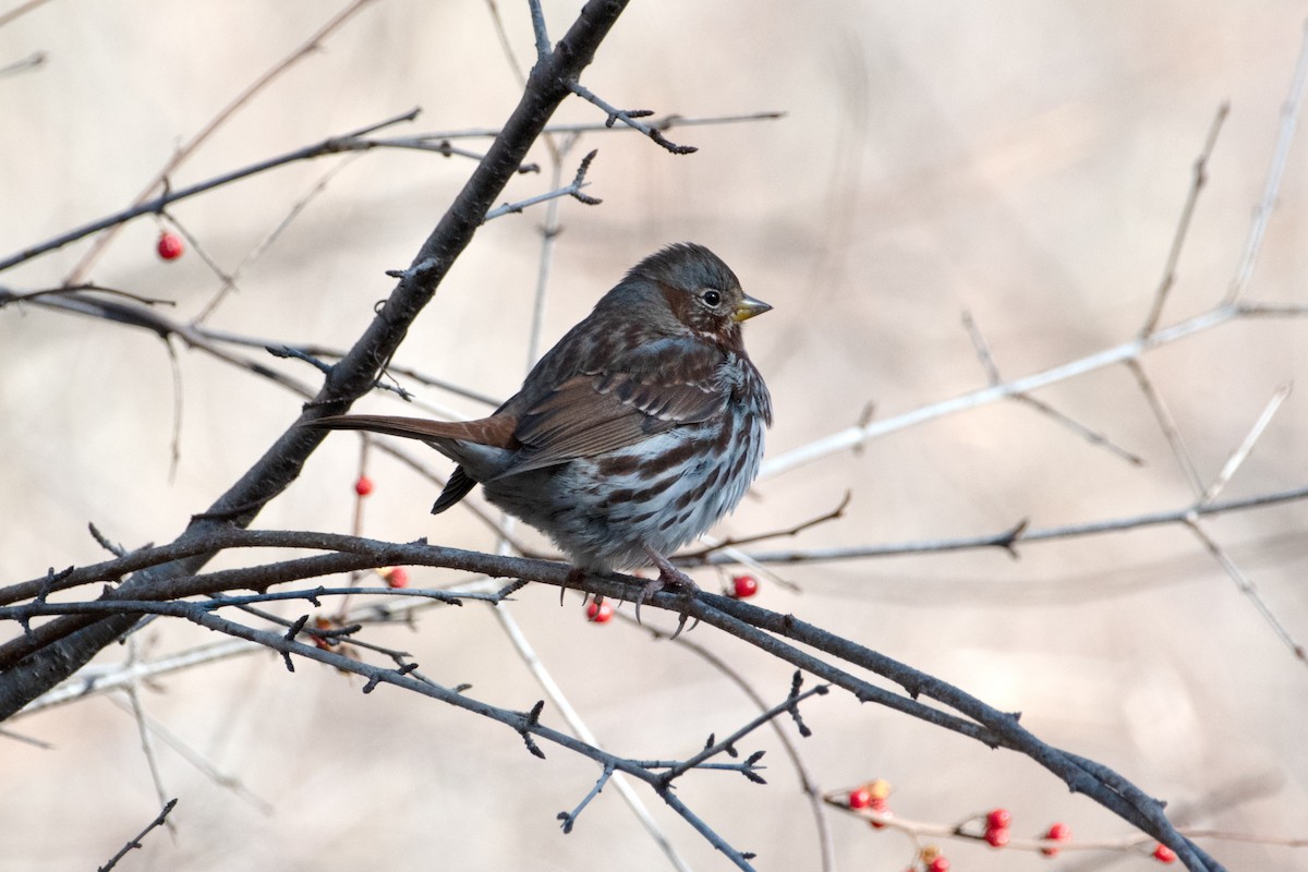 Fox Sparrow - ML646069667