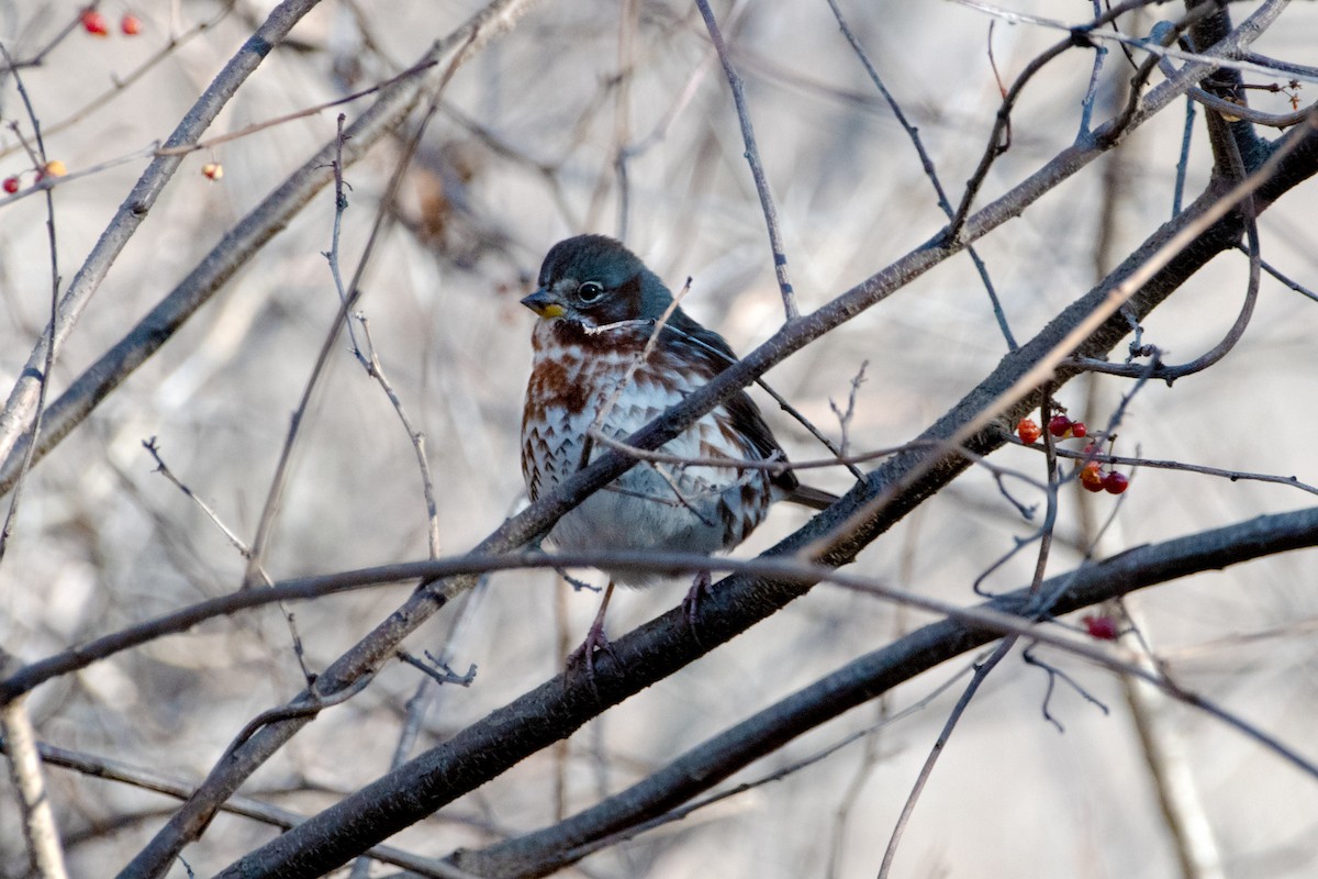 Fox Sparrow - ML646069668