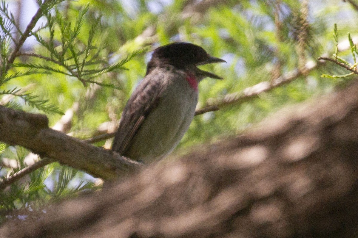Rose-throated Becard - ML646069671