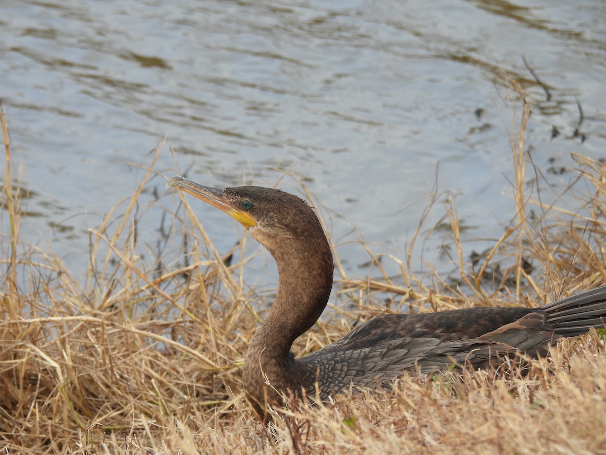 kormorán ušatý - ML646069674