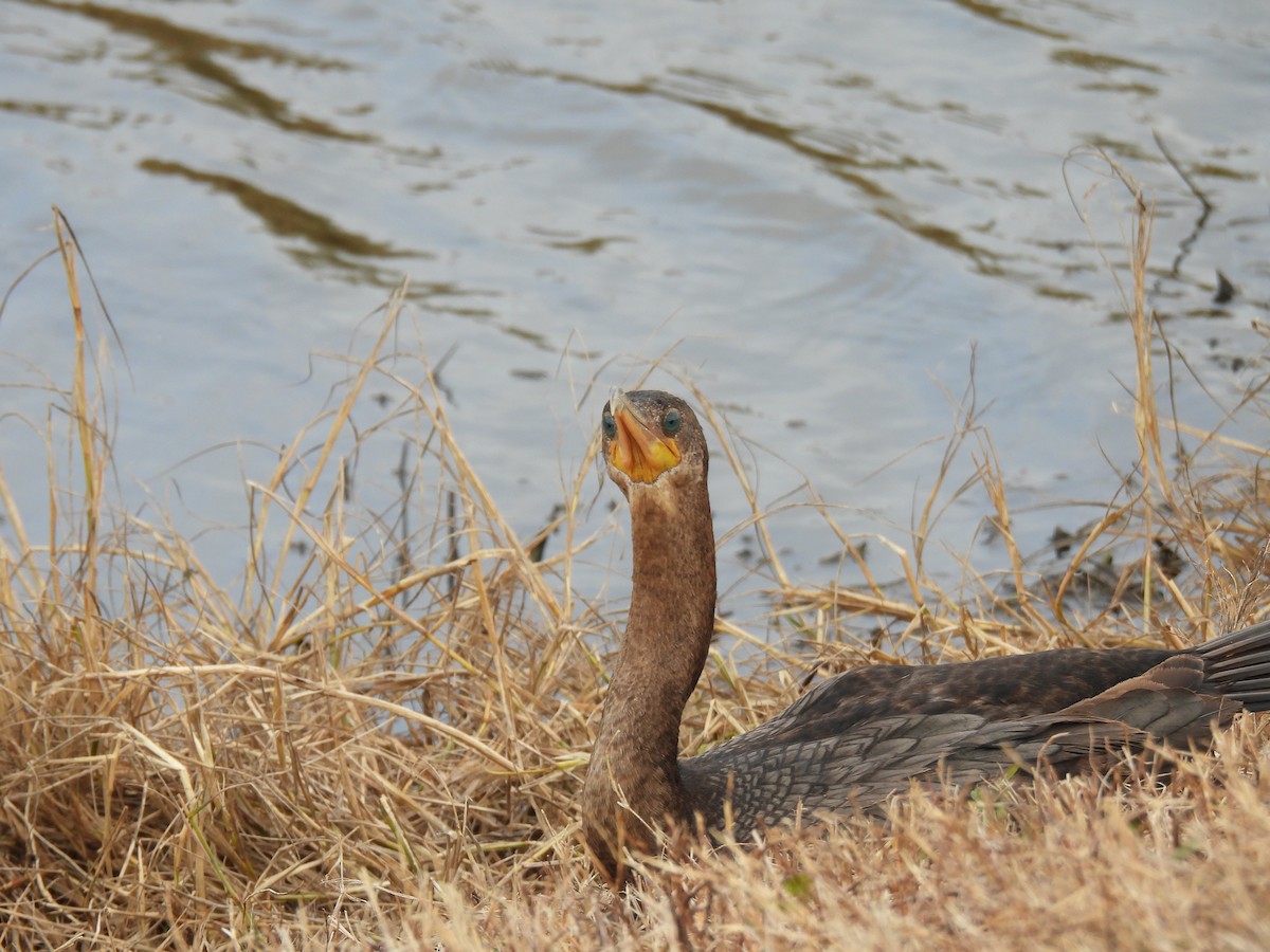 kormorán ušatý - ML646069678