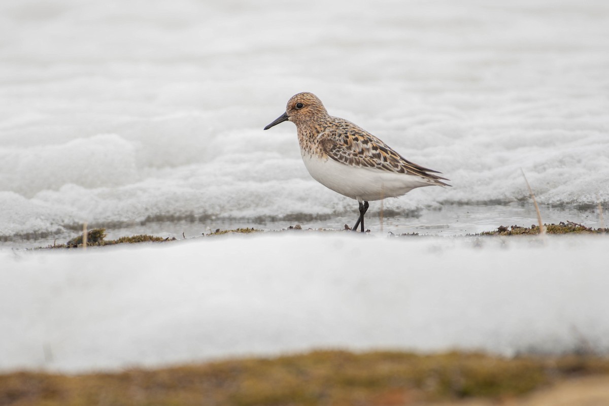 Piovanello tridattilo - ML646069684