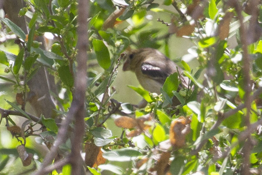 Morelet's Seedeater - ML646069685