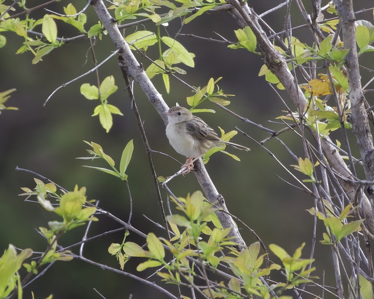 Ashy Cisticola - ML646069687