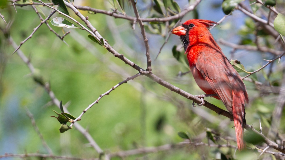 Northern Cardinal - ML646069692