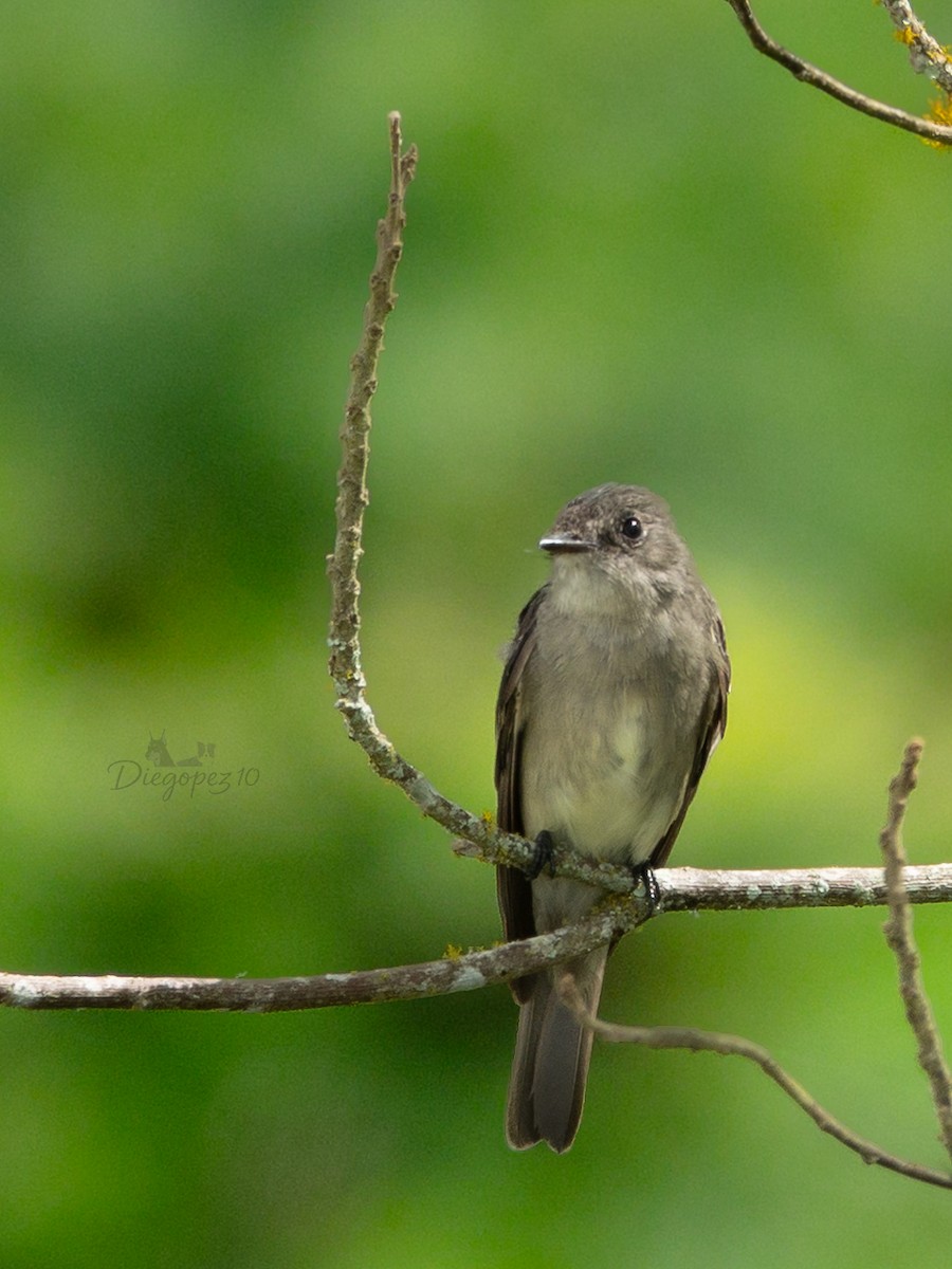 Pibí Oriental - ML646069694