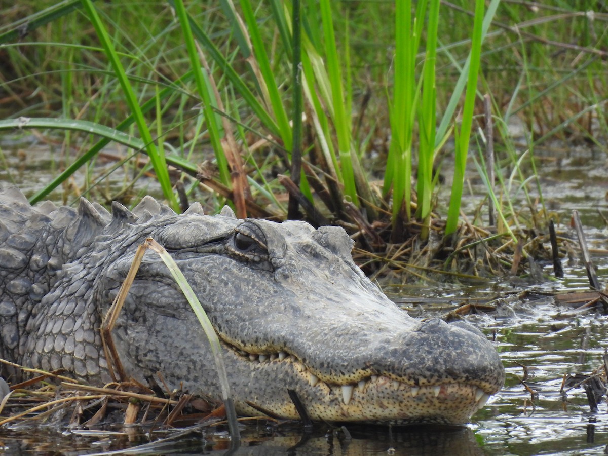 American Alligator - ML646069698
