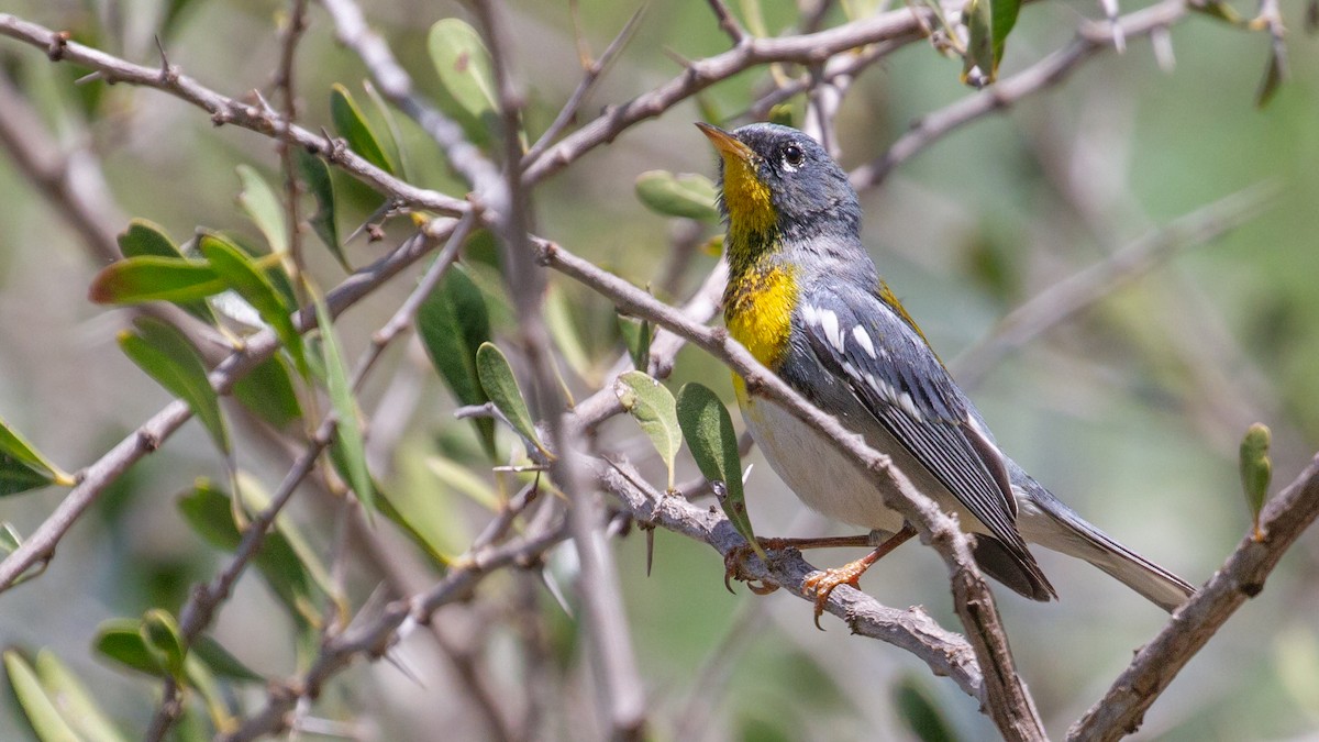 Northern Parula - ML646069704