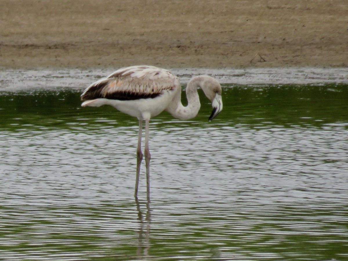Chilean Flamingo - ML646069705