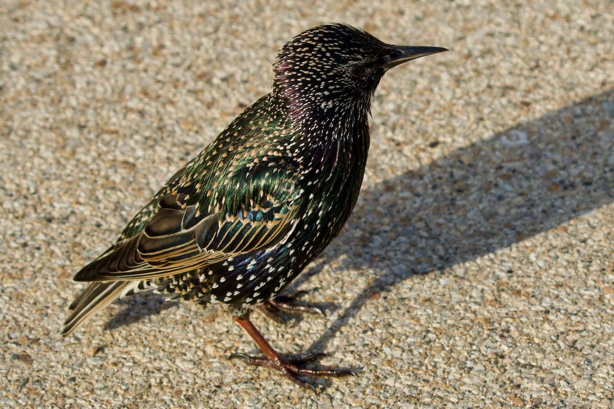 European Starling - ML646069709