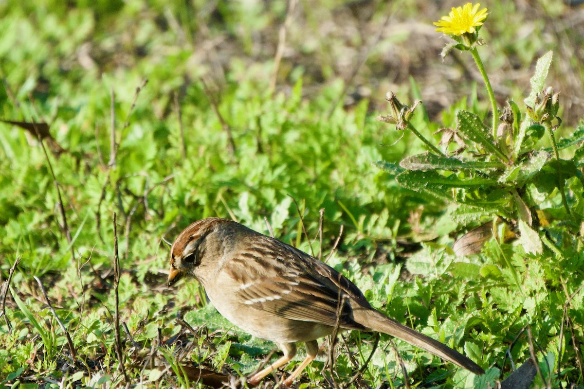 White-crowned Sparrow - ML646069723
